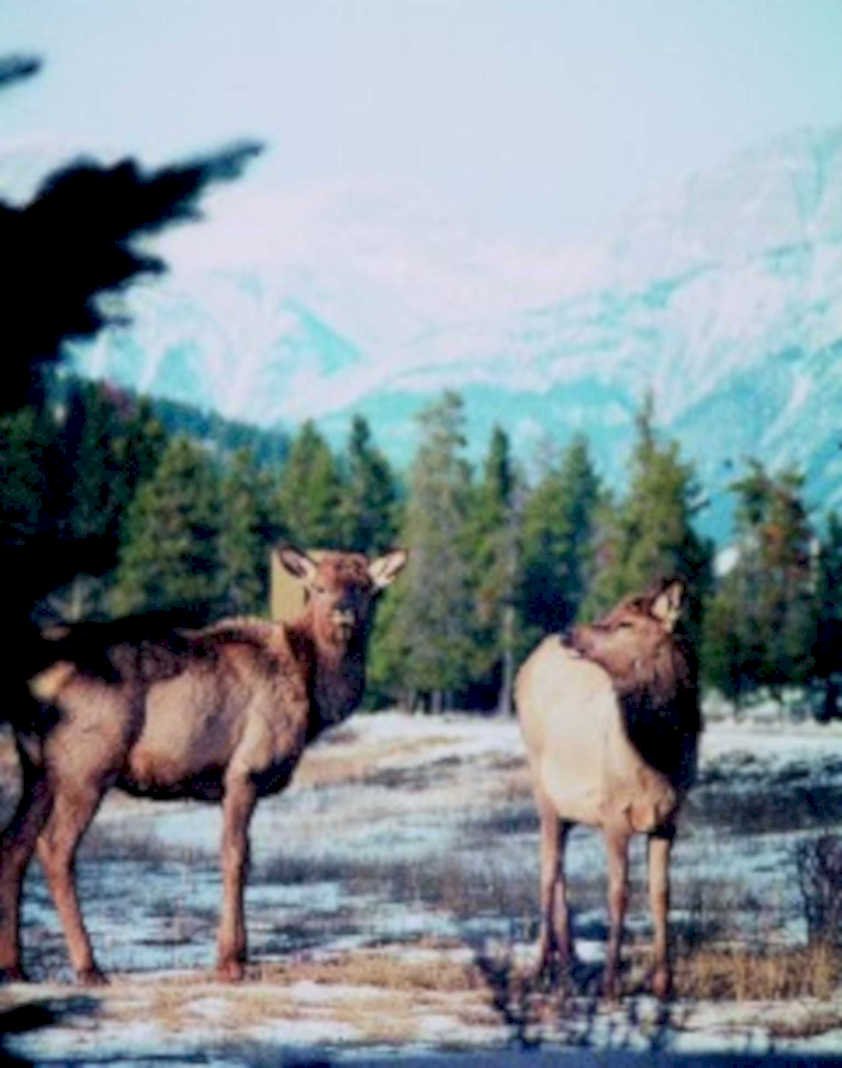 elk snow mountains1980s 1990s A4 Photo Print