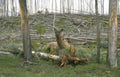 elk treefall damage Vintage A4 Photo Print
