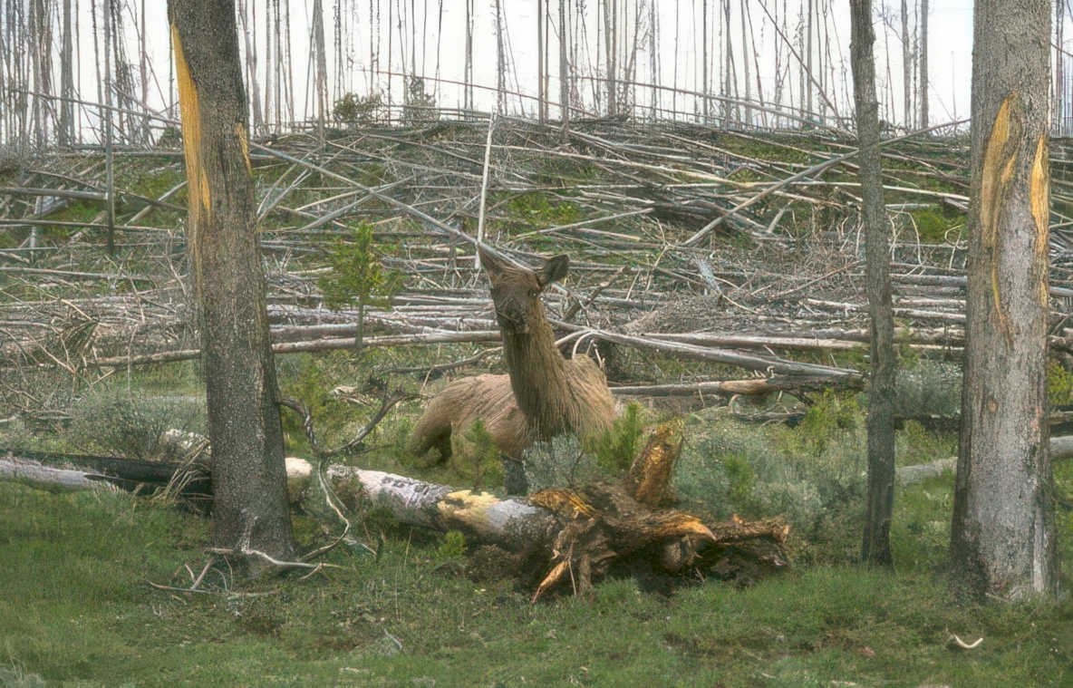 elk treefall damage Vintage A4 Photo Print