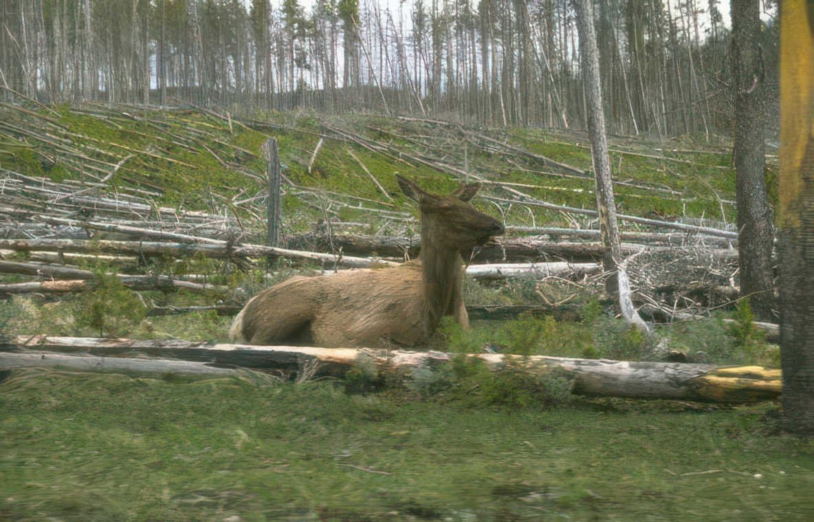 elk yellowstone 2003 Vintage A4 Photo Print