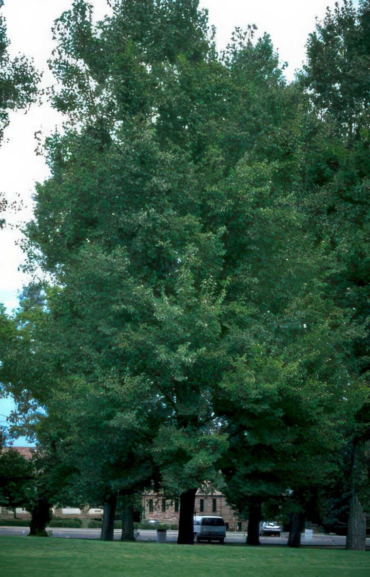 elm tree park Vintage A4 Photo Print