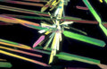 elodea chromaticaberration macro Vintage A4 Photo Print