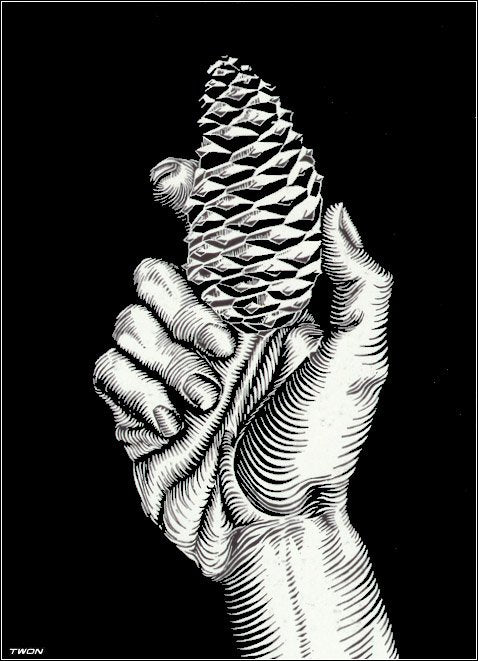 escher2 160 twon Hand with Fir Cone Art A4 Photo Print