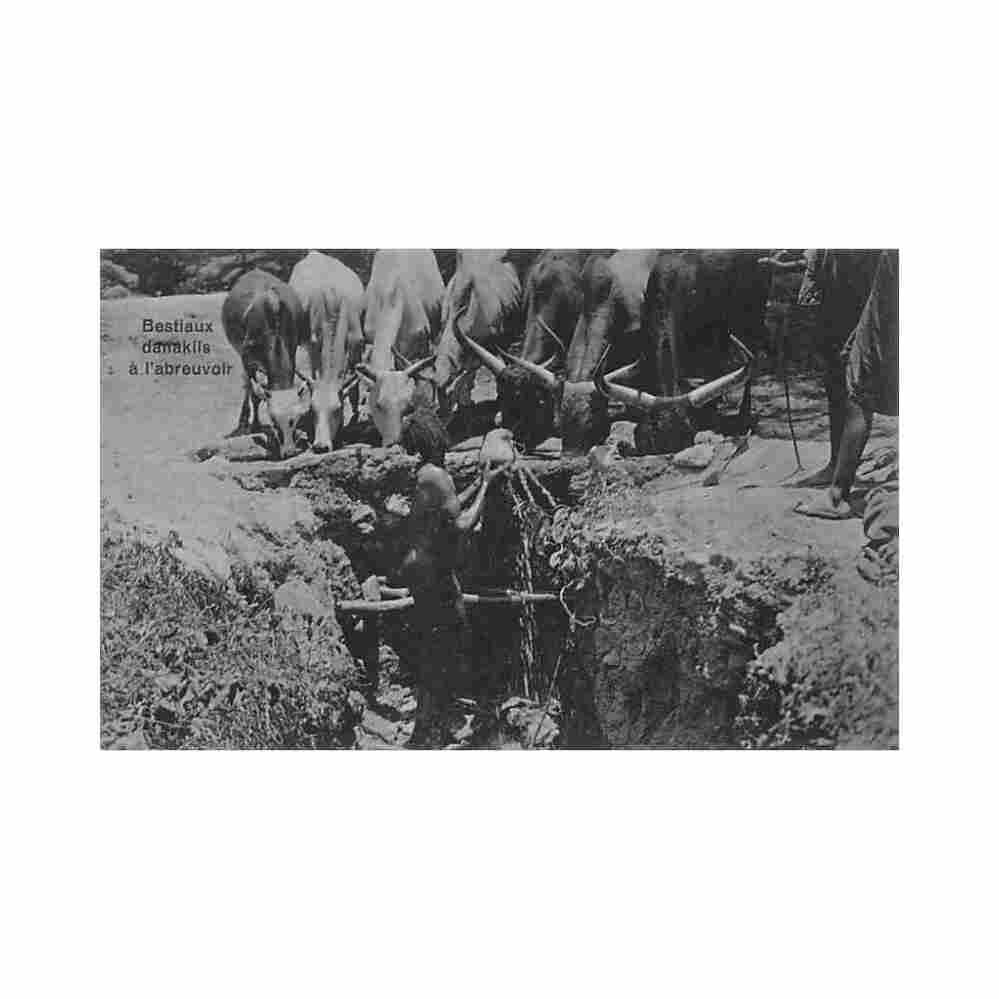 ethiopia dankali cattle at the watering hole j a michel 6883 Vintage A4 Photo Print