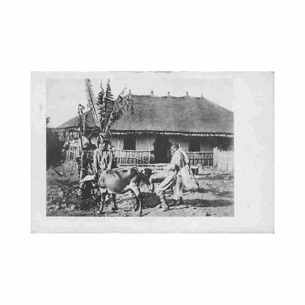 ethiopia drastic way to prevent cows from retaining their milk julia e h schrenzel Vintage A4 Photo Print