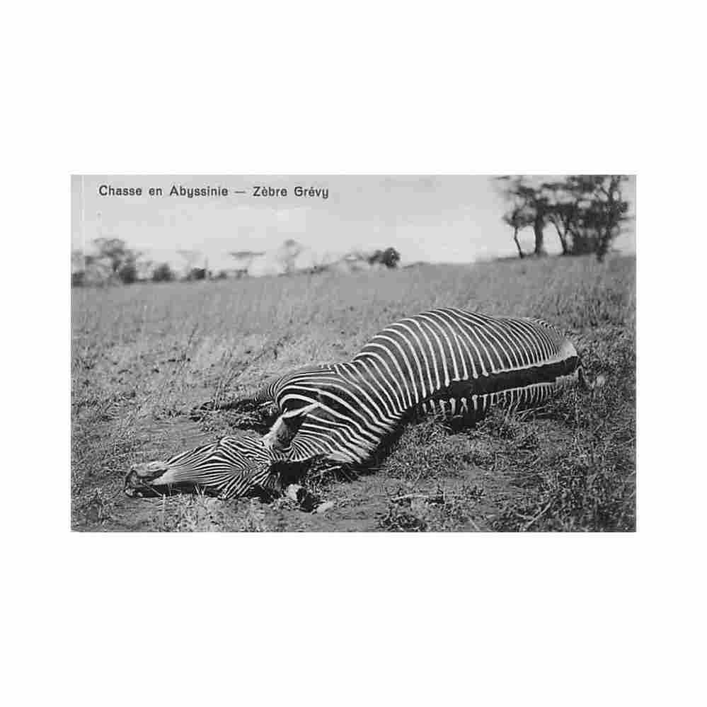 ethiopia hunting in abyssinia grevys zebra j a michel Vintage A4 Photo Print