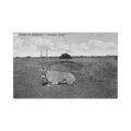 ethiopia hunting in abyssinia oryx antelope j a michel Vintage A4 Photo Print