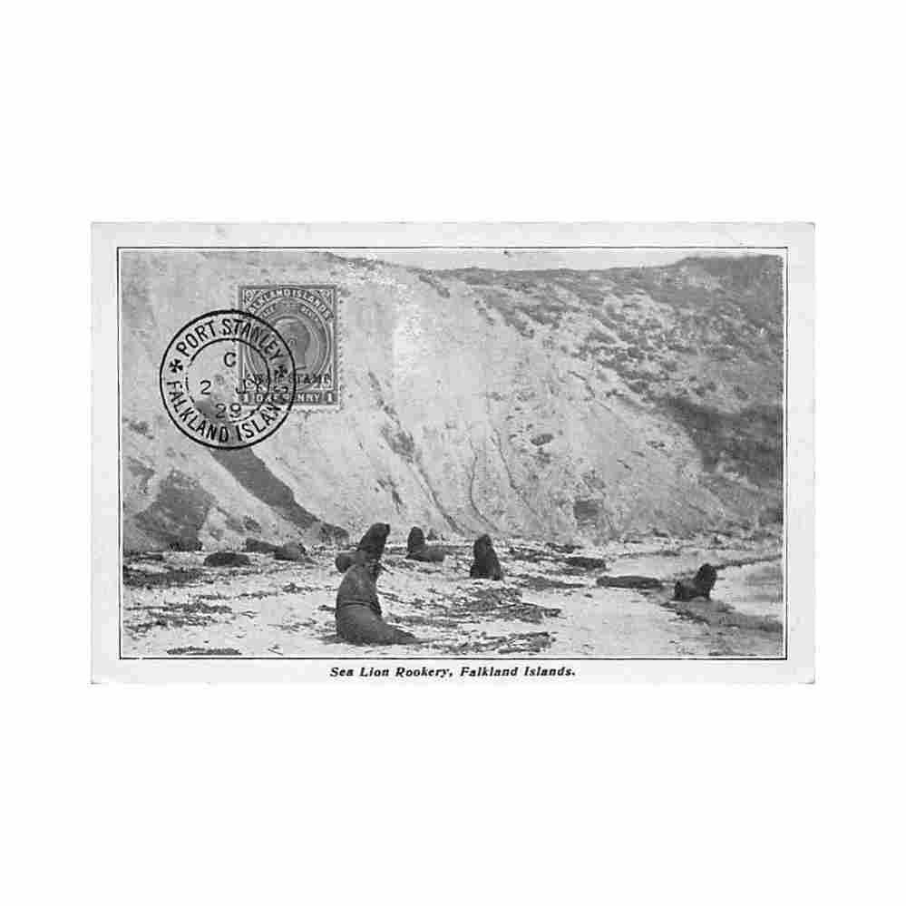 falklands isl sea lion rookery malvina series Vintage A4 Photo Print