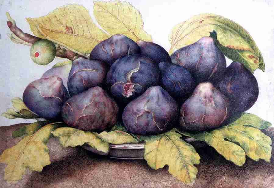 figs2 Art A4 Photo Print