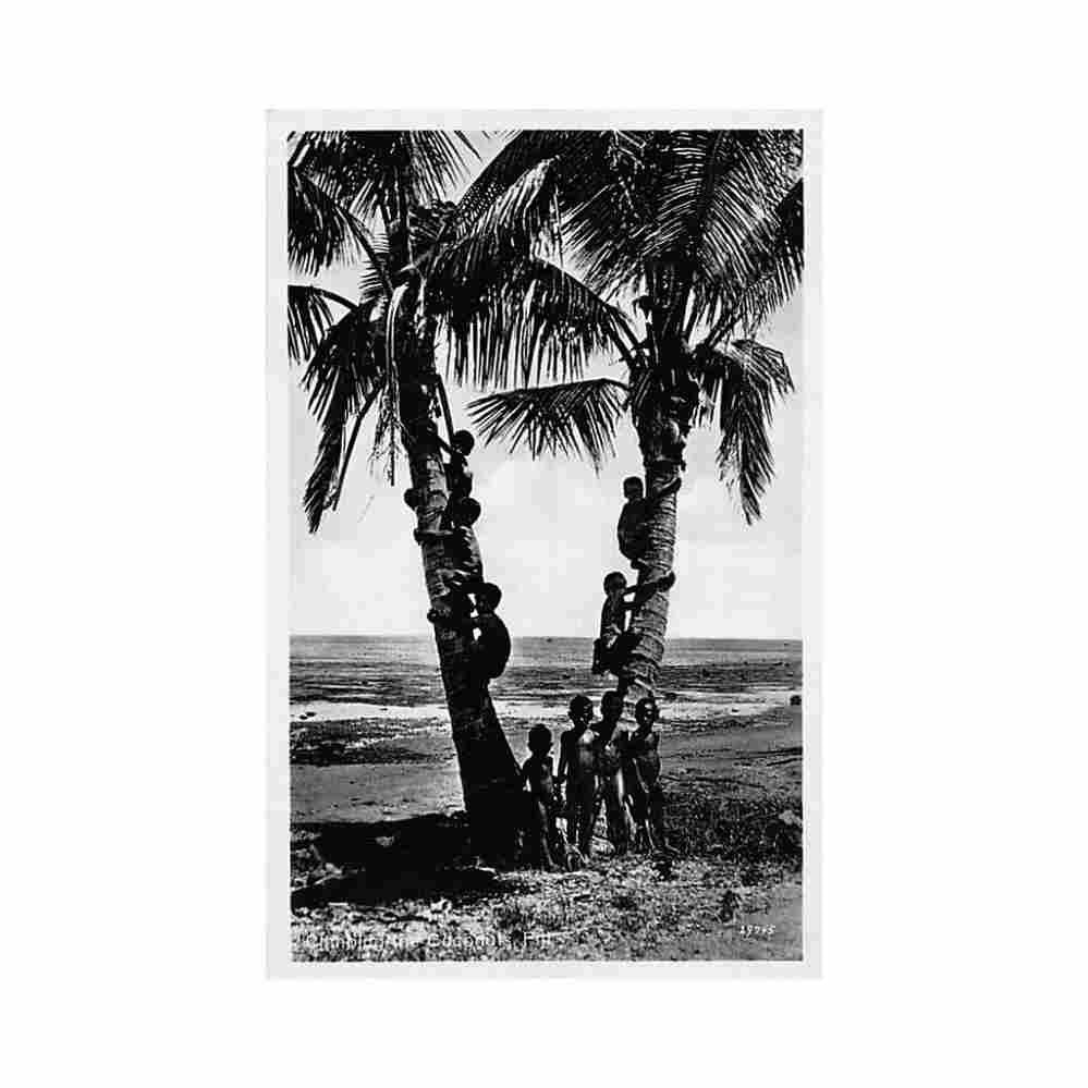 fiji climbing the coconuts native children cooperatove 168 Vintage A4 Photo Print