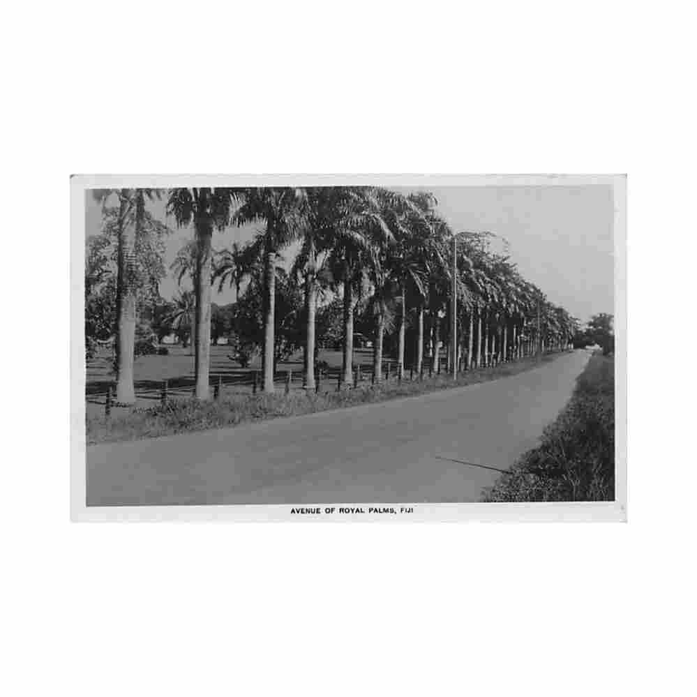 fiji suva avenue of royal palms Vintage A4 Photo Print