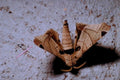 five barred sphinx1980s 1990s A4 Photo Print