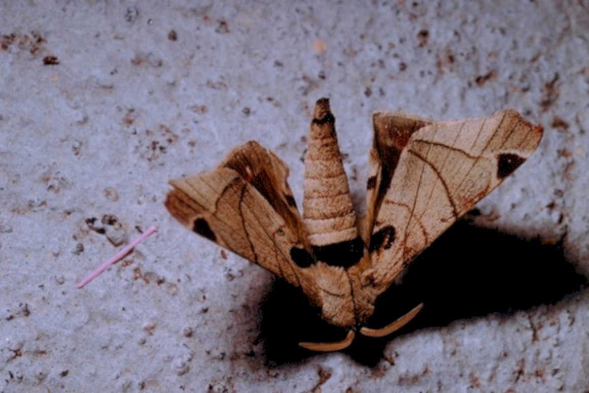 five barred sphinx1980s 1990s A4 Photo Print