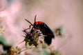five lined beetle1980s 1990s A4 Photo Print