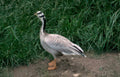 flamboyan goose bank Vintage A4 Photo Print