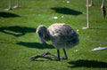 flamingo chick feeding 1980s 1990s A4 Photo Print