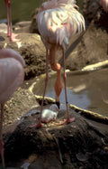flamingo family feeding Vintage A4 Photo Print