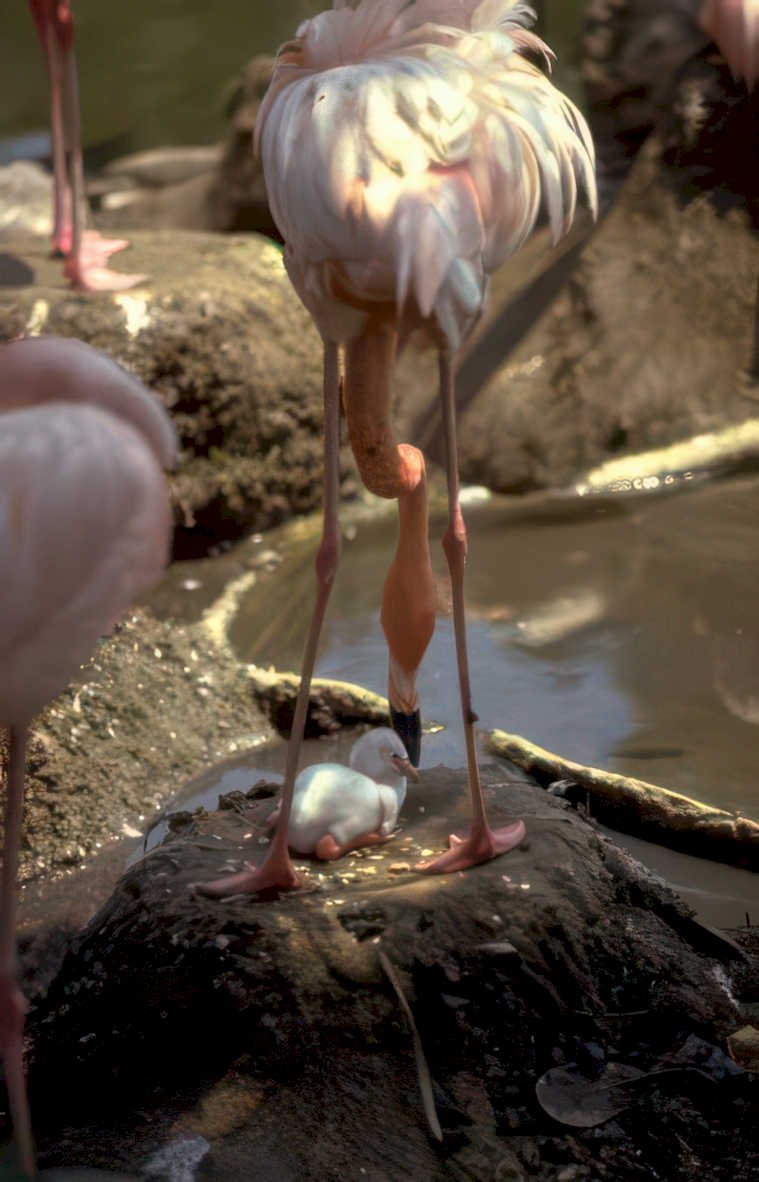 flamingo family feeding Vintage A4 Photo Print