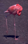 flamingo portrait outdoor Vintage A4 Photo Print