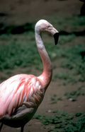 flamingo portrait pink Vintage A4 Photo Print