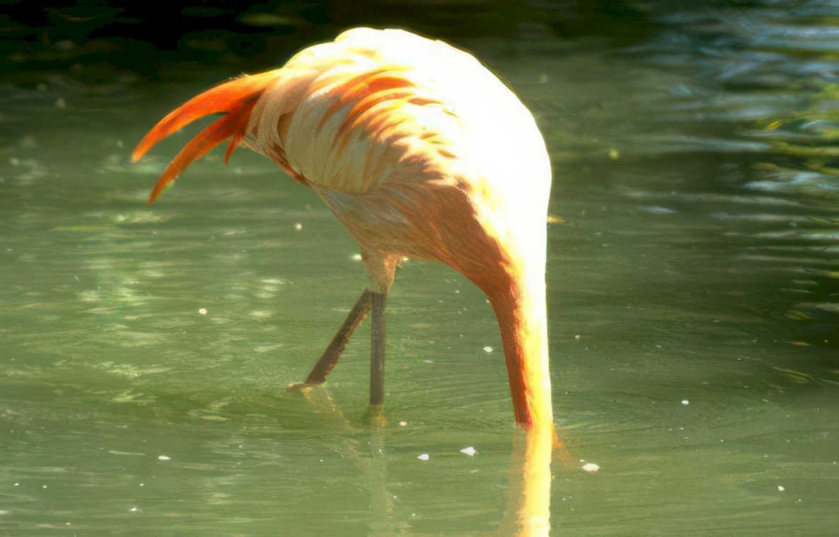flamingo water everglades Vintage A4 Photo Print