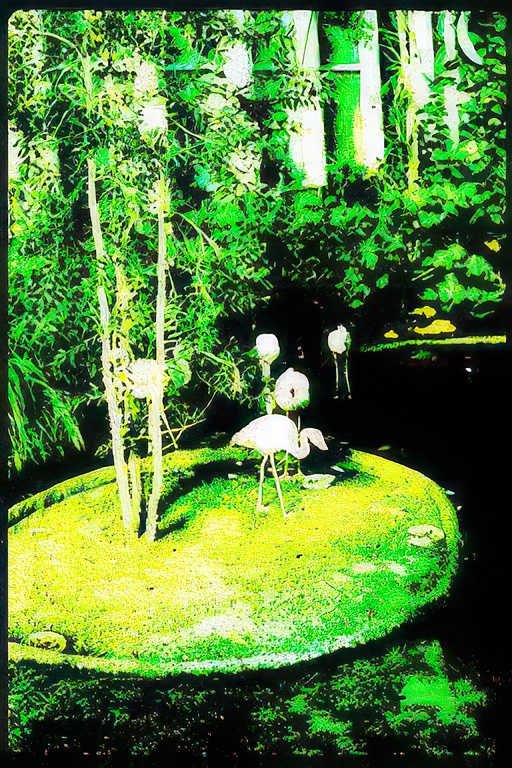flamingos bamboo japan Vintage A4 Photo Print
