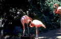 flamingos bucket habitat Vintage A4 Photo Print