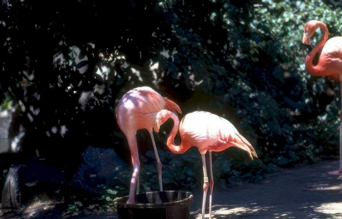 flamingos bucket habitat Vintage A4 Photo Print