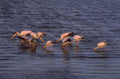 flamingos dusk lagoon 1980s 1990s A4 Photo Print