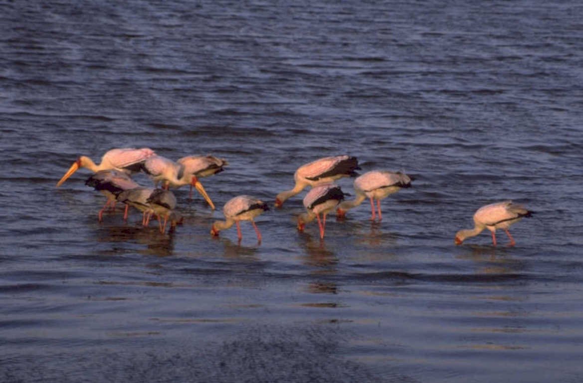 flamingos dusk lagoon 1980s 1990s A4 Photo Print