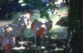 flamingos everglades habitat Vintage A4 Photo Print