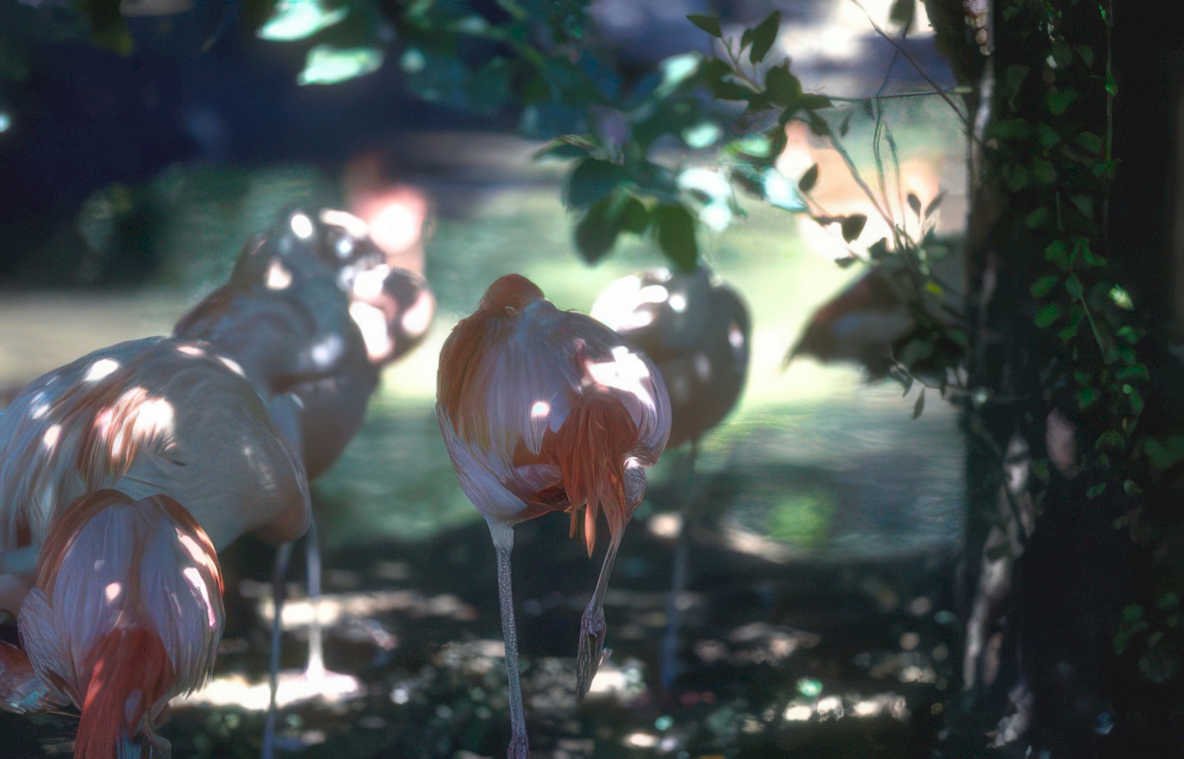 flamingos everglades habitat Vintage A4 Photo Print