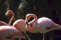 flamingos everglades palm 1980s 1990s A4 Photo Print