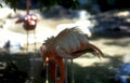 flamingos everglades pink Vintage A4 Photo Print