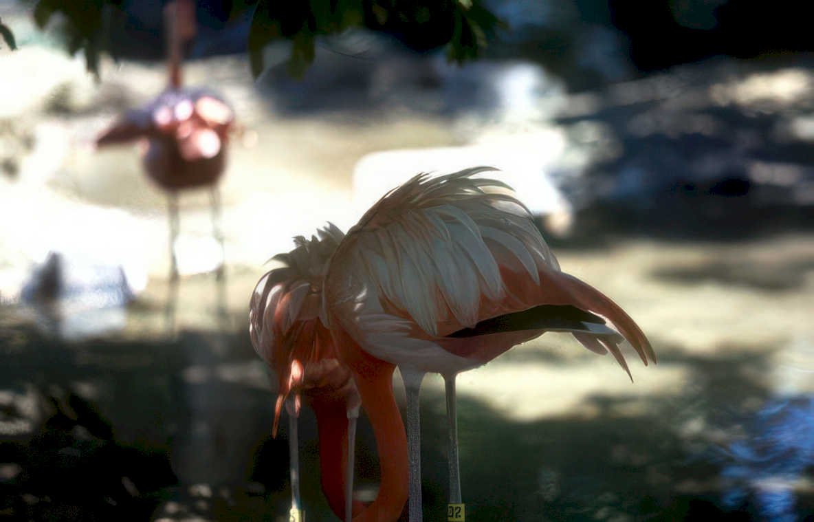 flamingos everglades pink Vintage A4 Photo Print