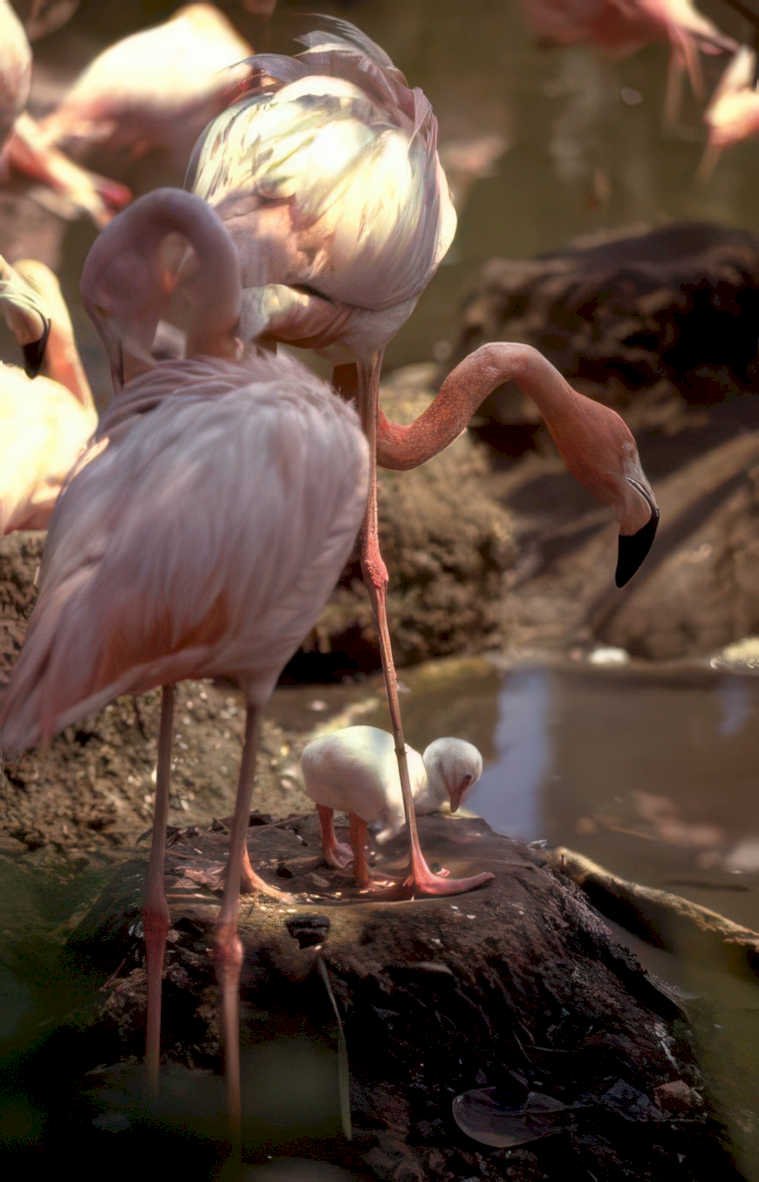 flamingos family group Vintage A4 Photo Print