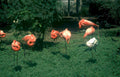 flamingos garden birds Vintage A4 Photo Print