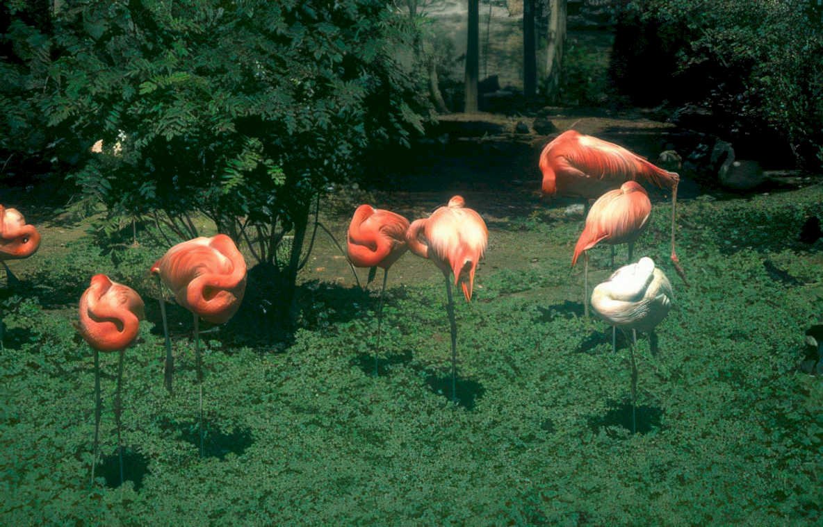 flamingos garden birds Vintage A4 Photo Print
