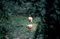 flamingos garden fence Vintage A4 Photo Print