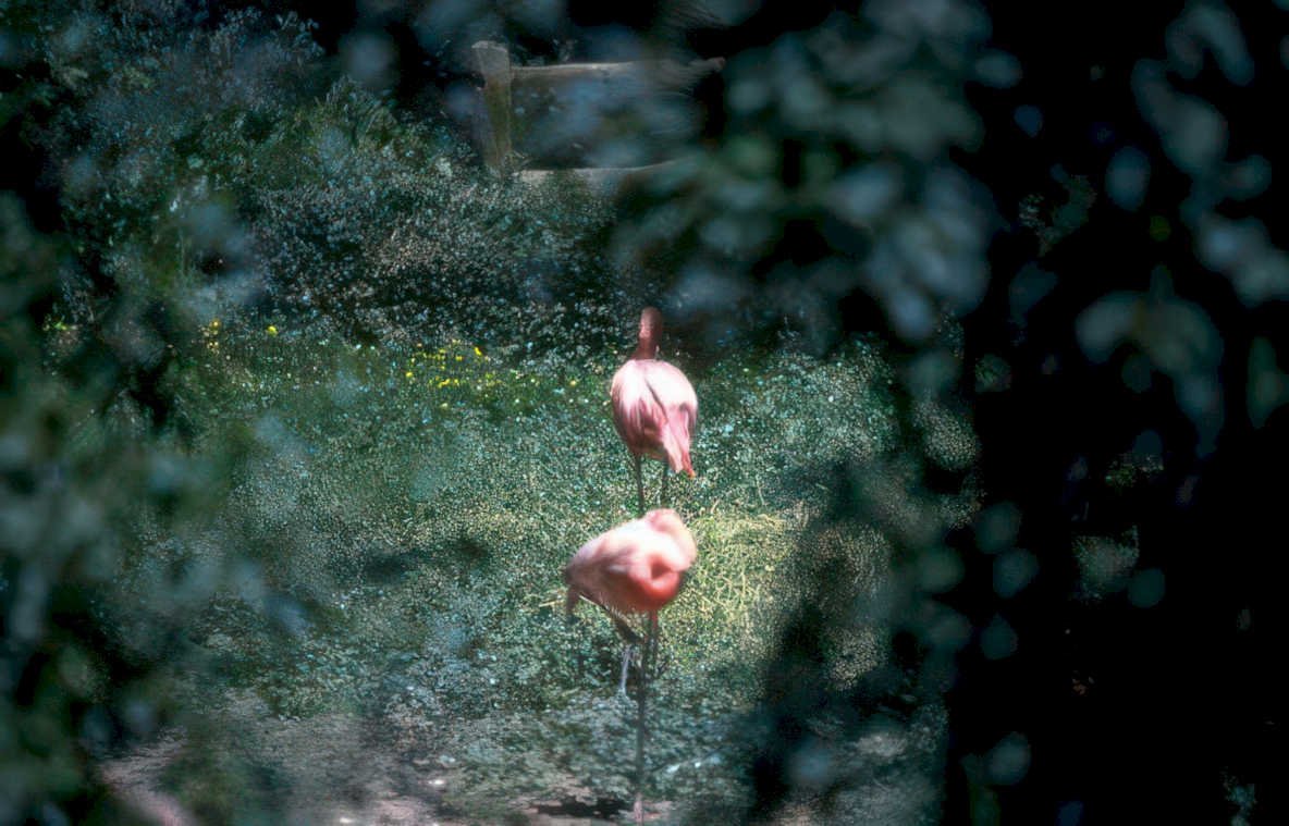 flamingos garden fence Vintage A4 Photo Print