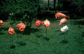 flamingos garden zoo Vintage A4 Photo Print