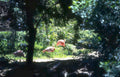 flamingos habitat zoo Vintage A4 Photo Print