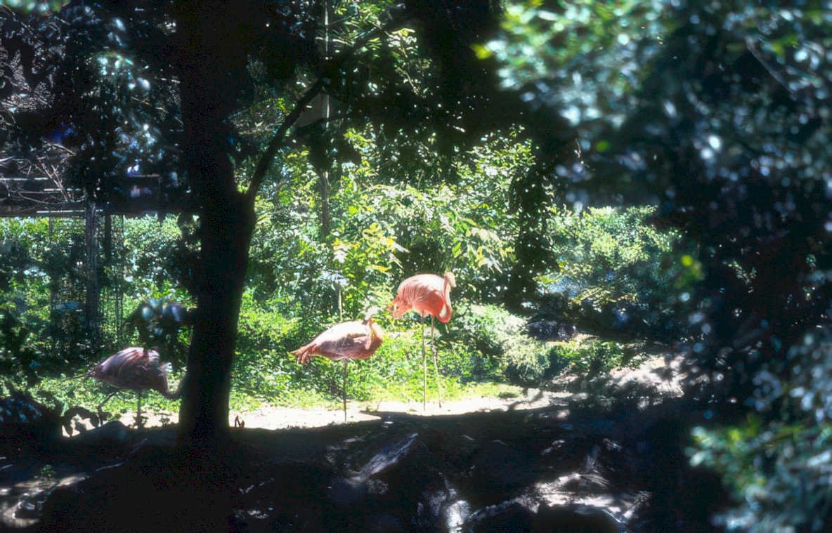 flamingos habitat zoo Vintage A4 Photo Print