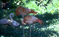 flamingos interaction 24 Vintage A4 Photo Print
