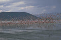 flamingos lagoon birds 1980s 1990s A4 Photo Print