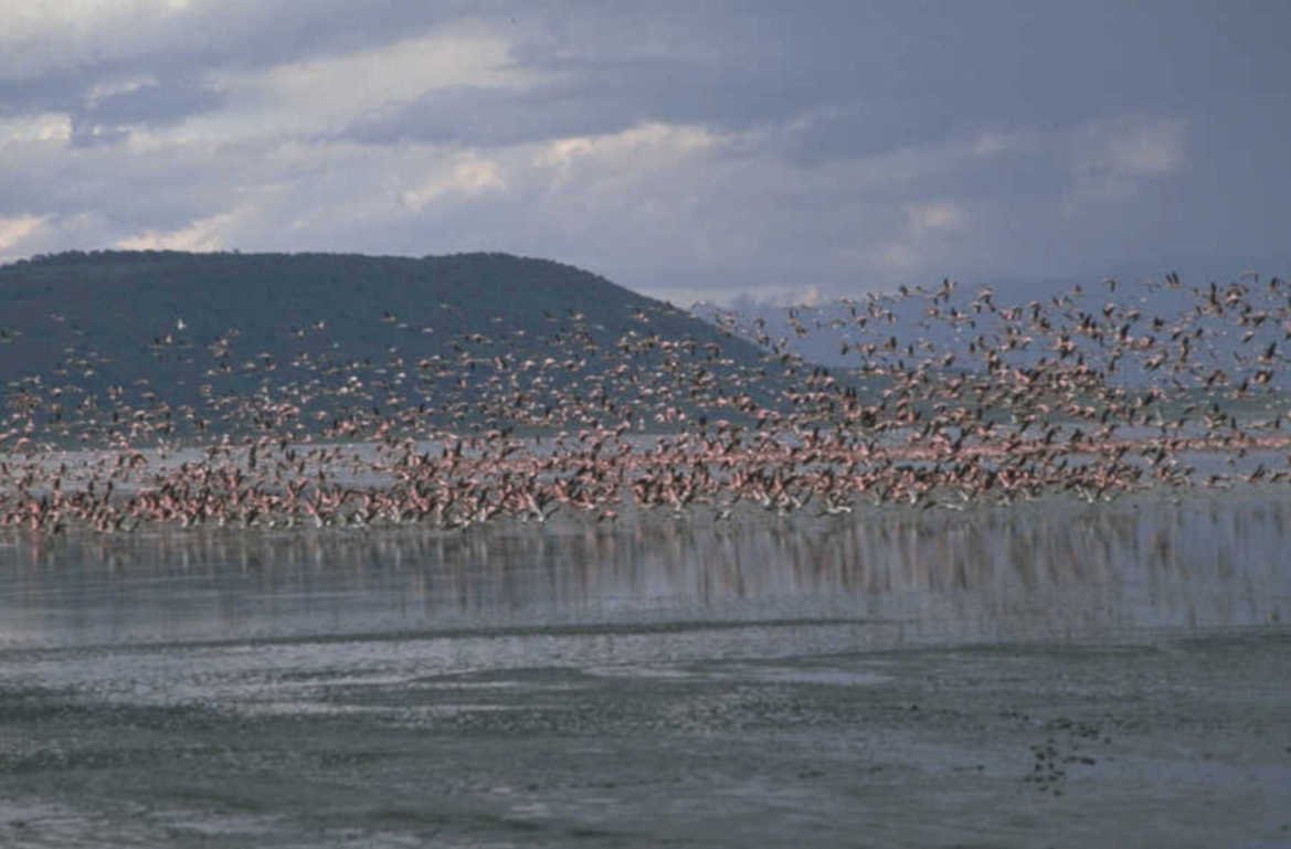 flamingos lagoon birds 1980s 1990s A4 Photo Print