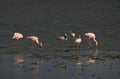 flamingos lagoon senegal 1980s 1990s A4 Photo Print