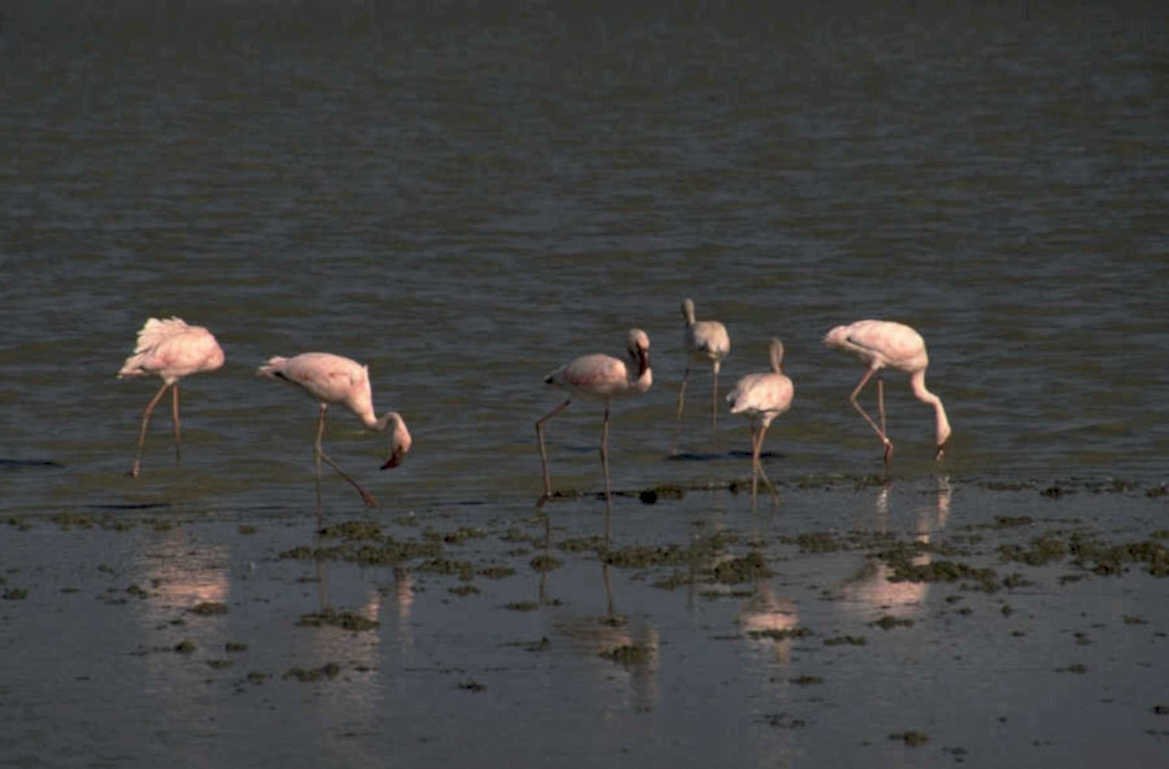flamingos lagoon senegal 1980s 1990s A4 Photo Print
