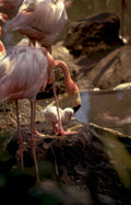 flamingos lake nakuru Vintage A4 Photo Print