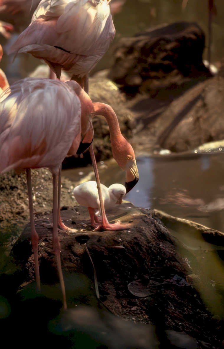 flamingos lake nakuru Vintage A4 Photo Print